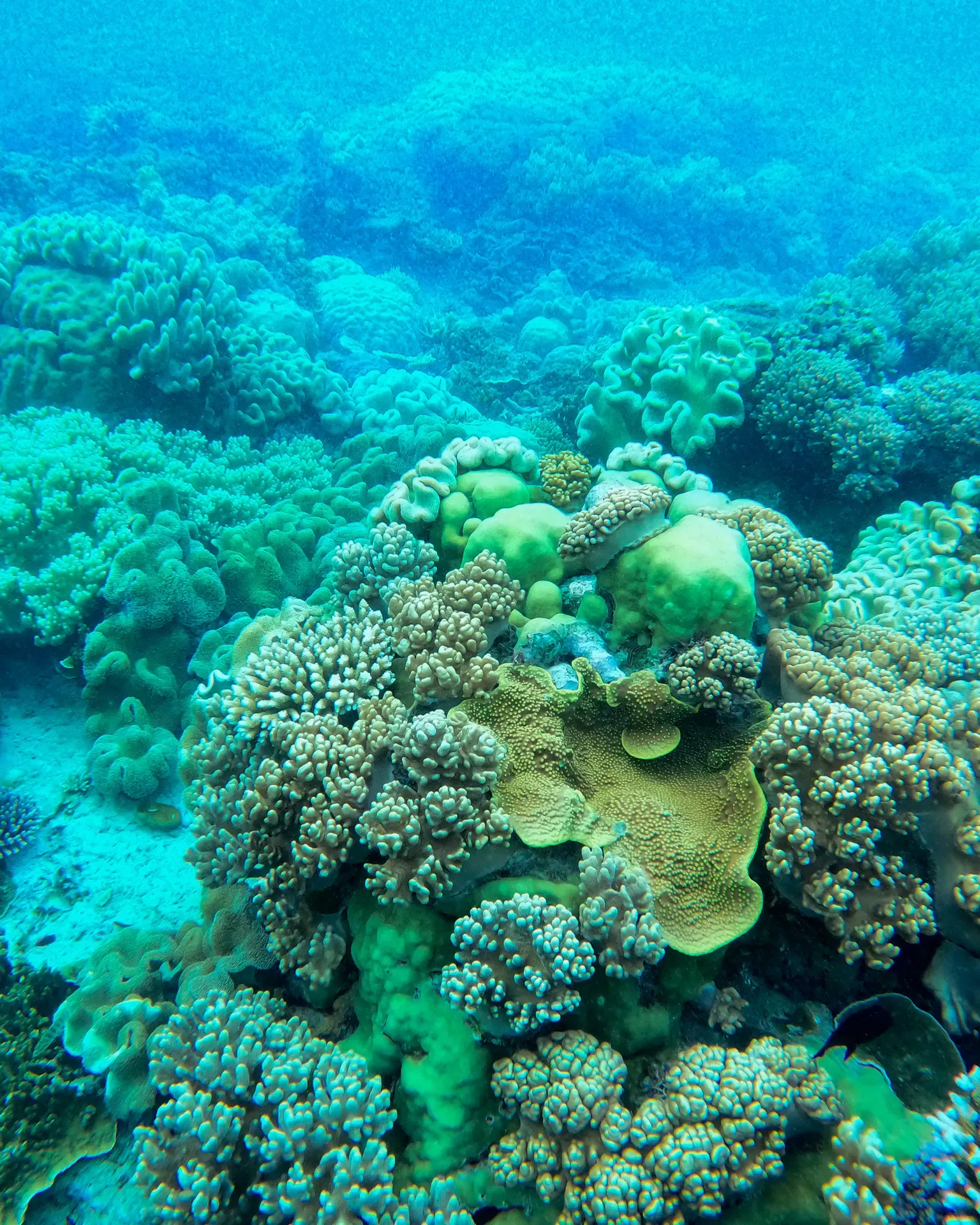 A coral reef under clear blue water, every colony holding its own place in the structure